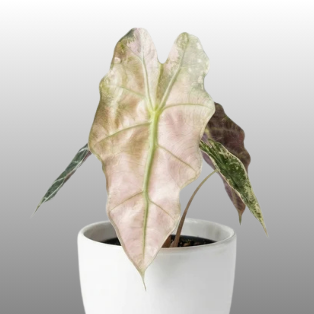 Alocasia Polly "Ghost Pink Mint" - Bag of 5 - Tissue Culture - Coming Soon