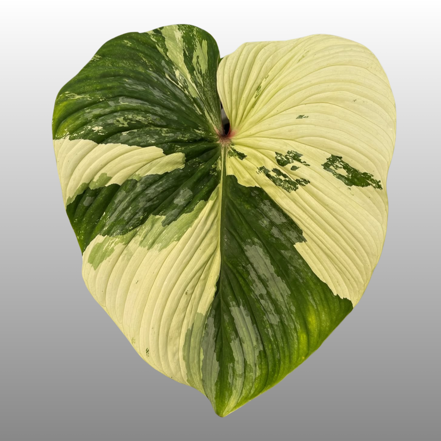 Philodendron Mamei Variegated