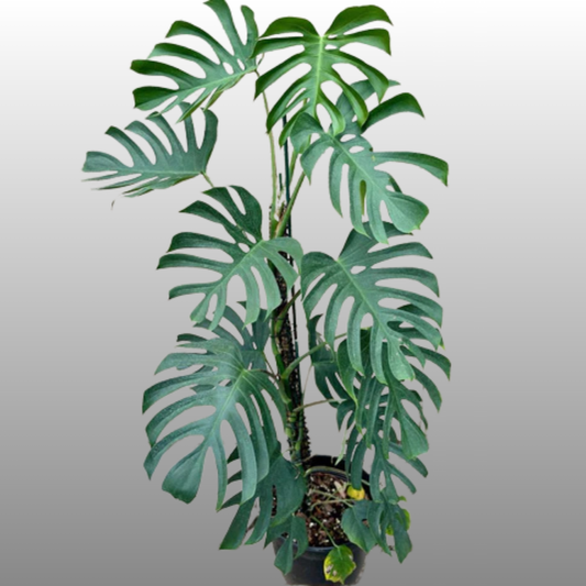 Monstera Deliciosa ‘Sierrana’ TC - Pre Order - ETD 30 March