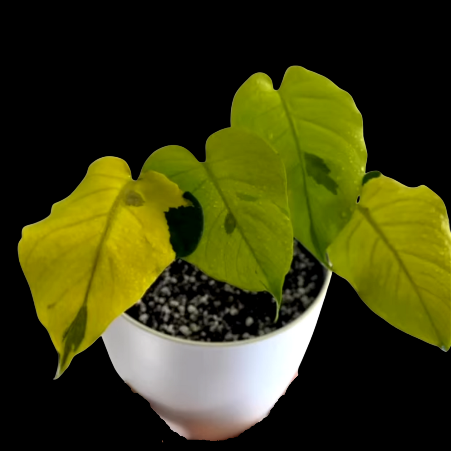 Monstera Deliciosa Lemon Lime (Pre-order ETD Early March) – Nelson