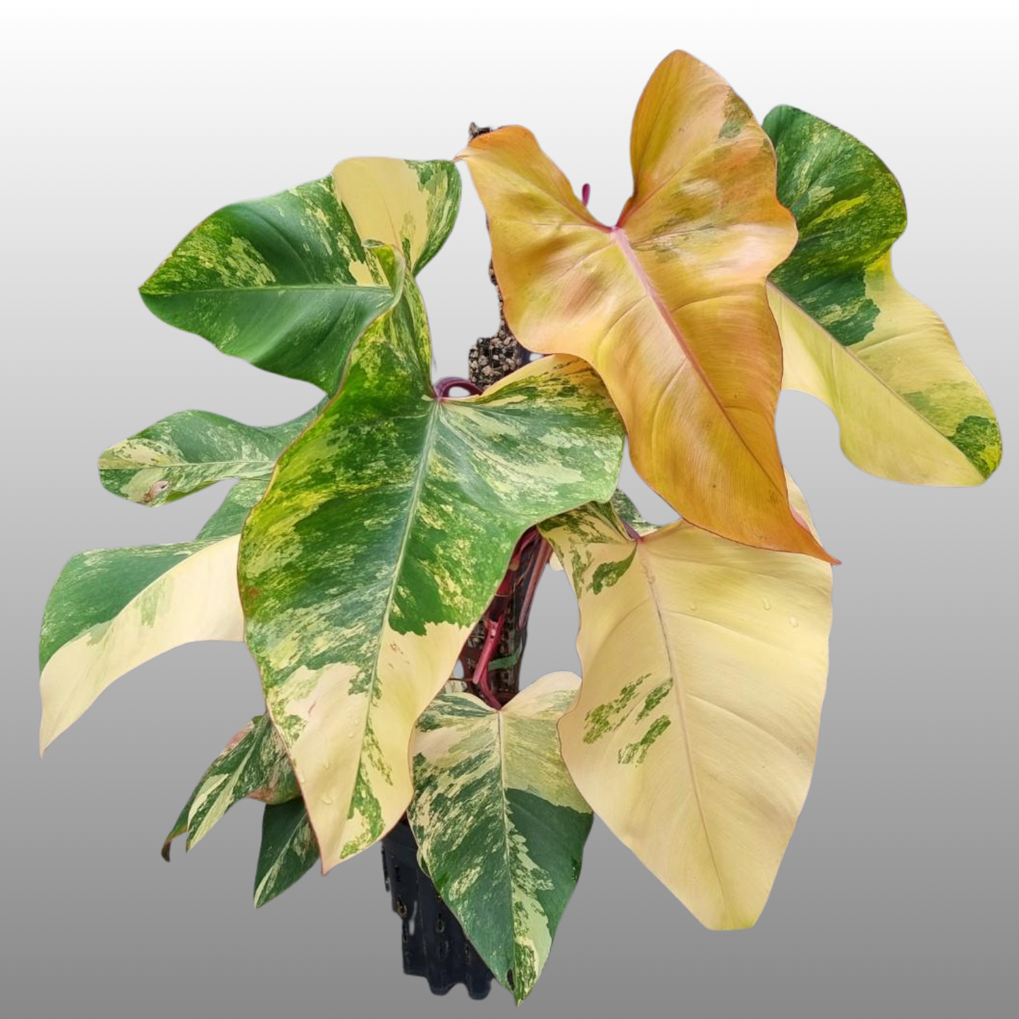 Philodendron Strawberry Shake