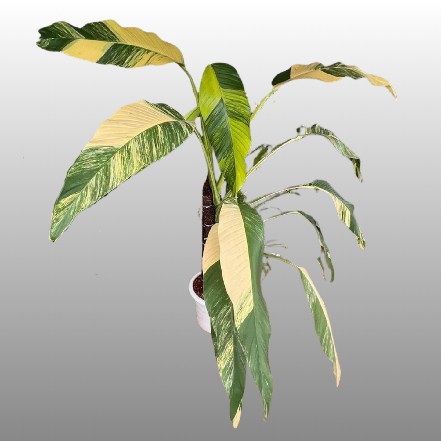 Epipremnum Amplissimum Aurea