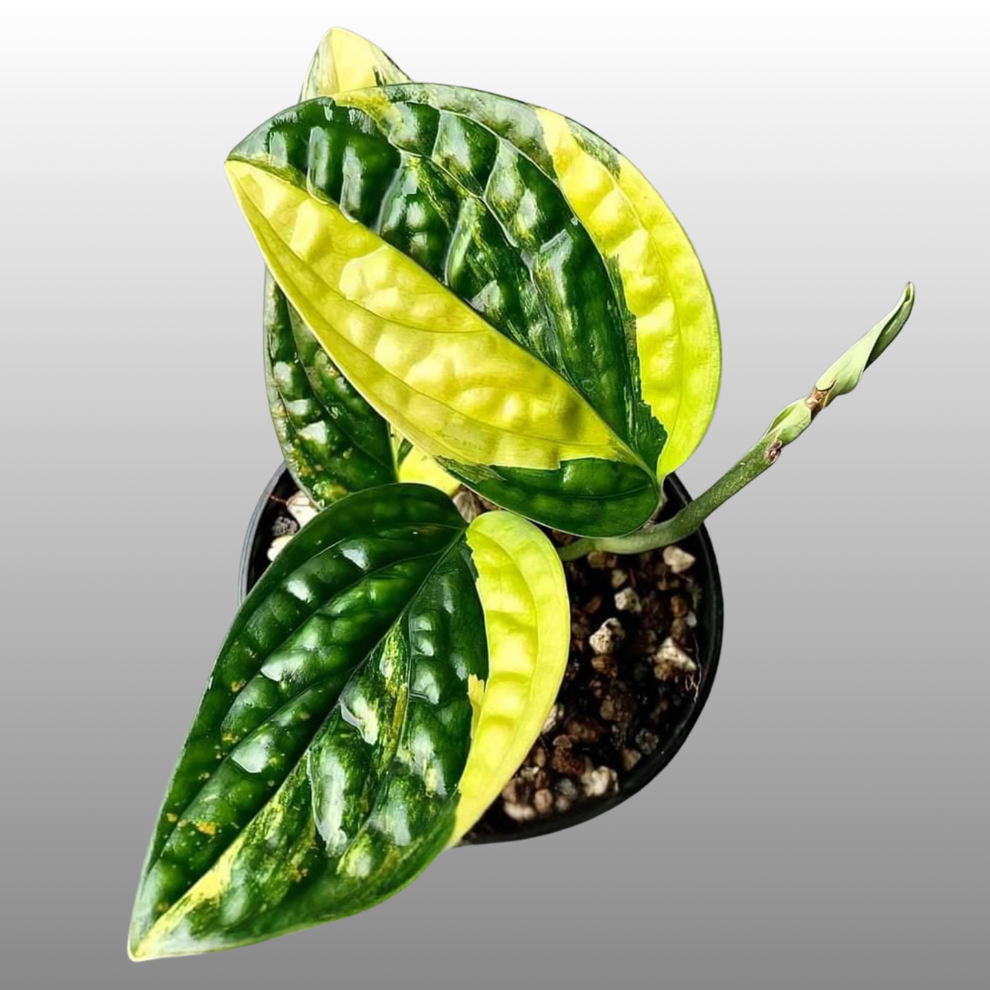 Monstera Peru Variegated