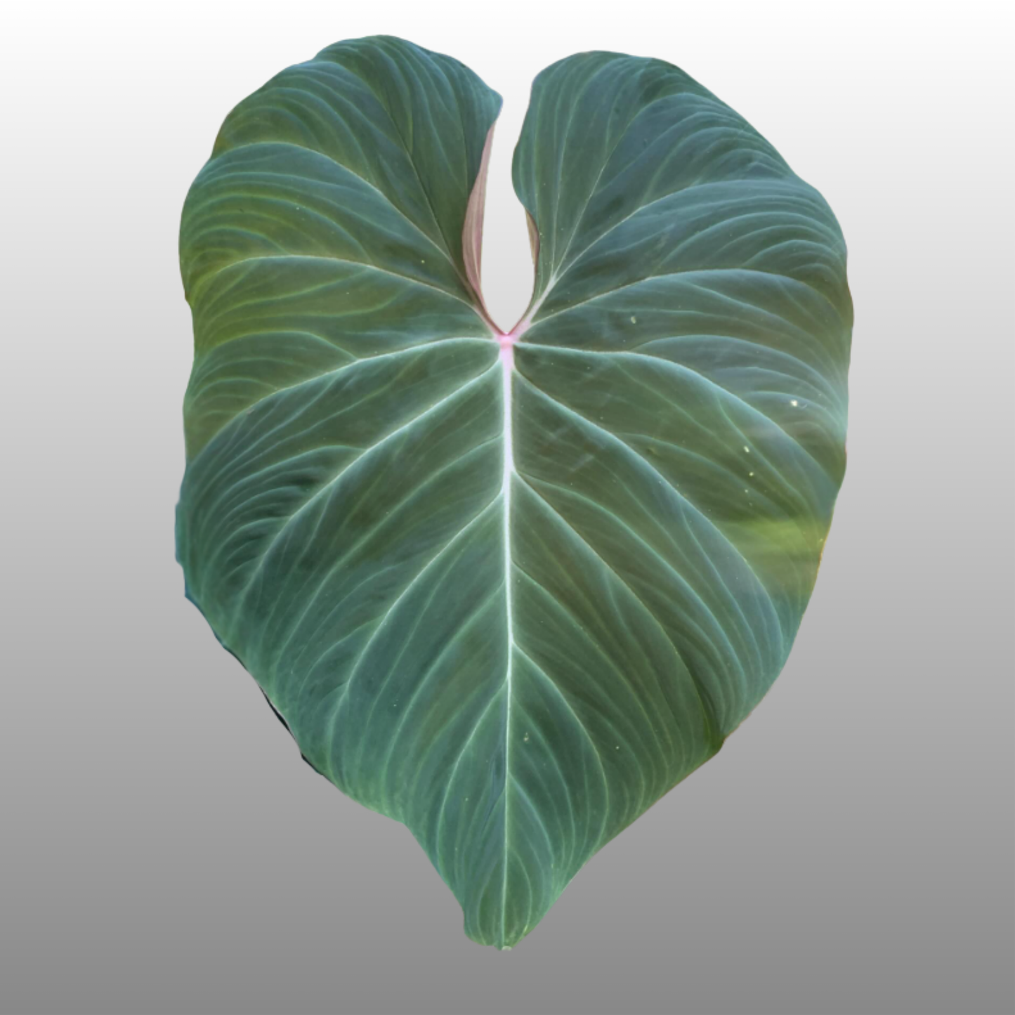 Philodendron Zeus