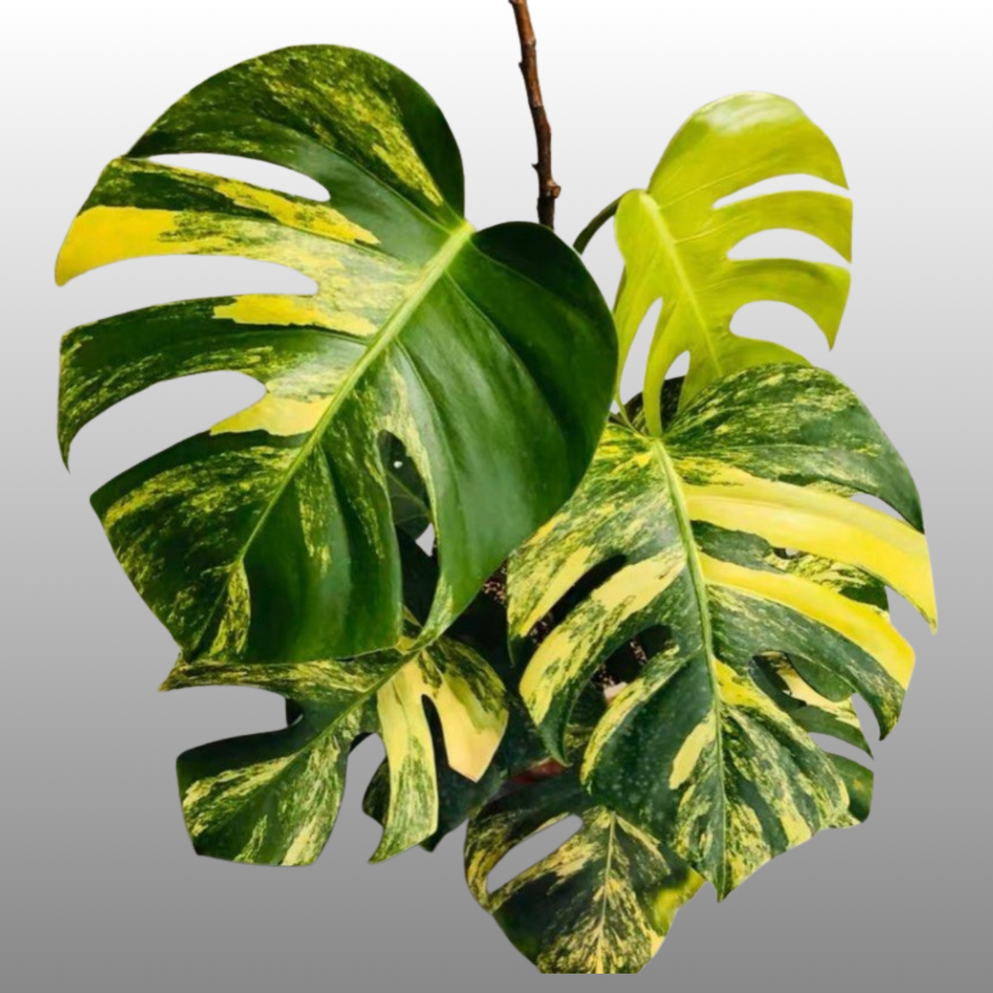 Monstera Deliciosa Aurea
