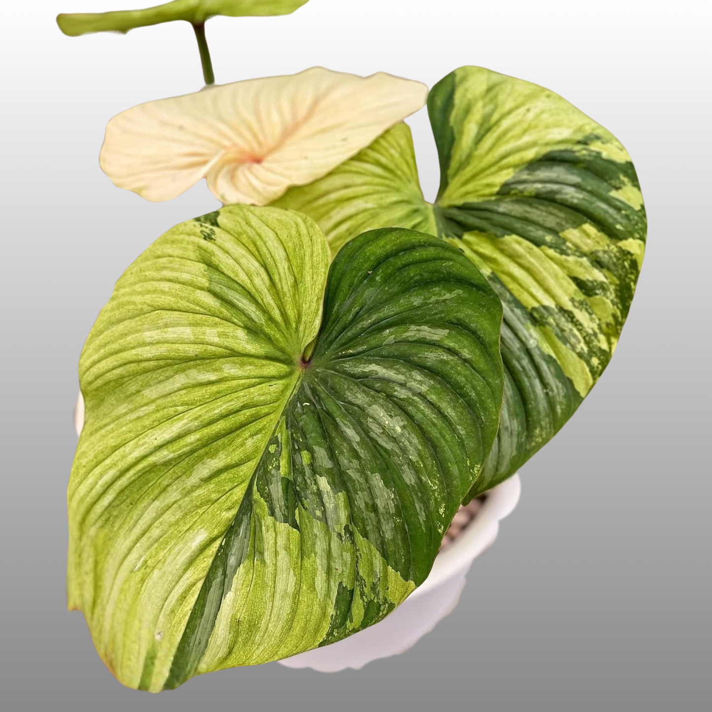 Philodendron Mamei Variegated