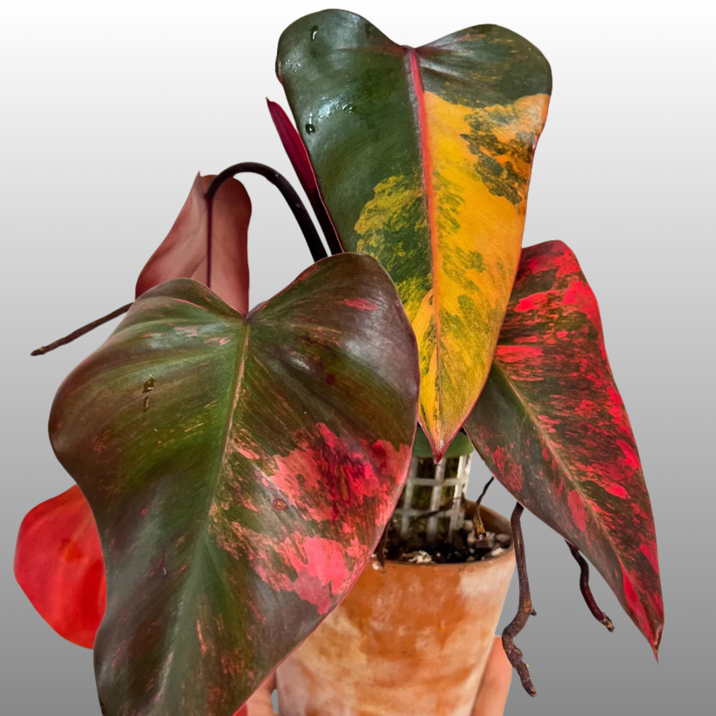 Philodendron Strawberry Shake
