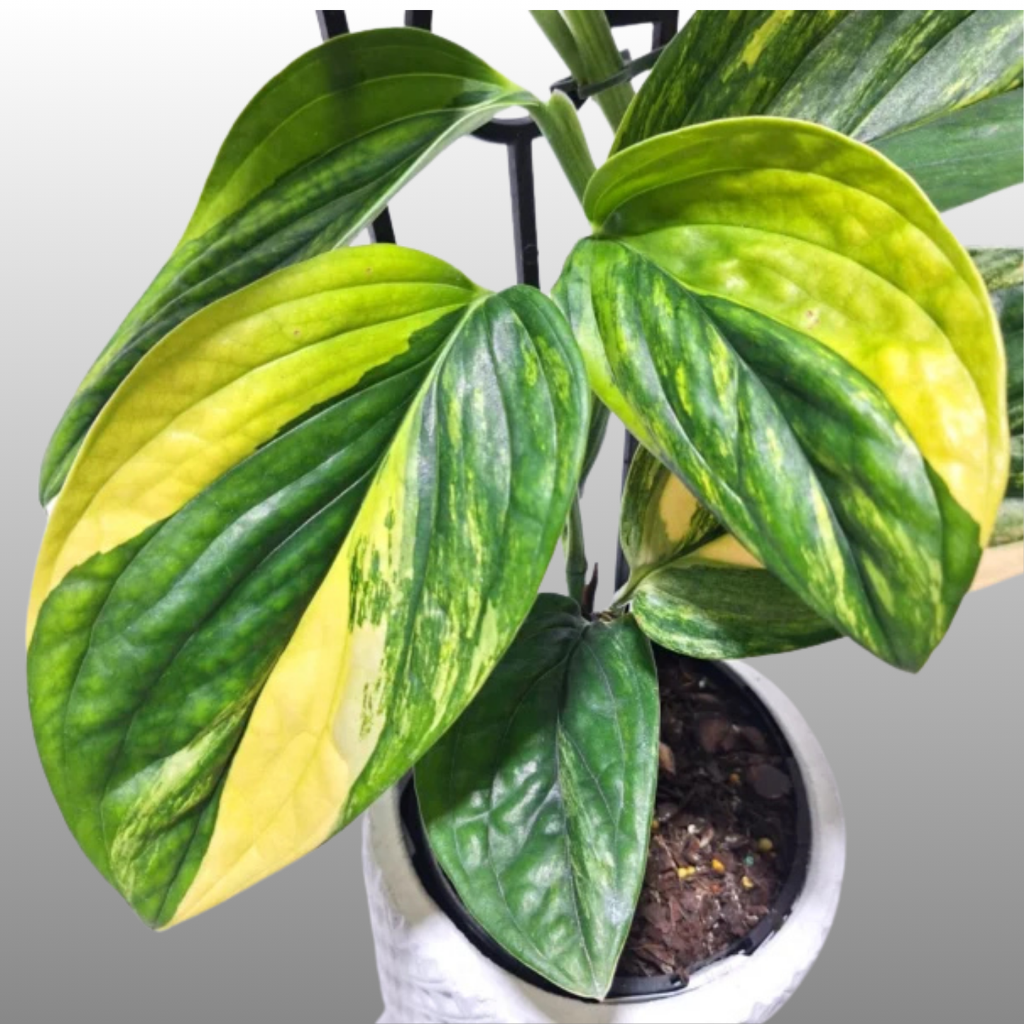 Monstera Peru Variegated