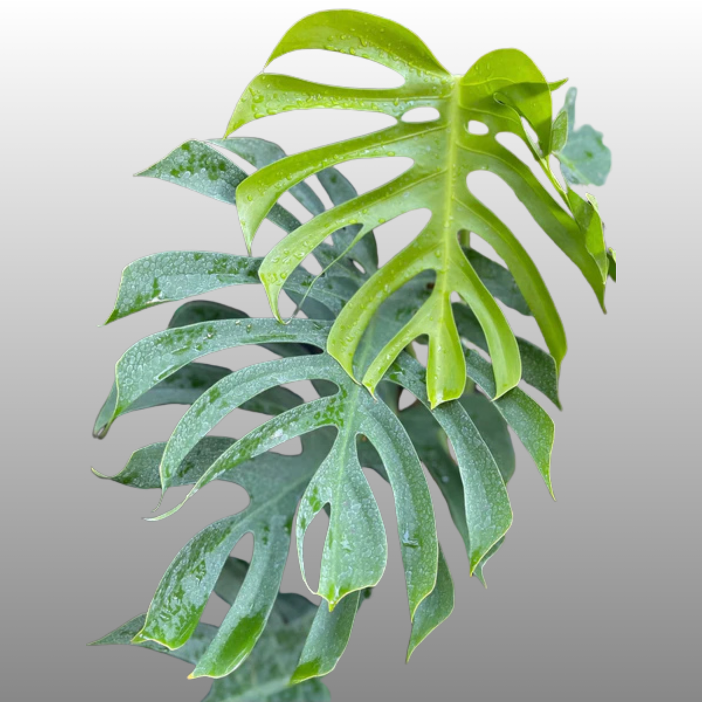 Monstera Deliciosa ‘Sierrana’ TC - Pre Order - ETD 30 March