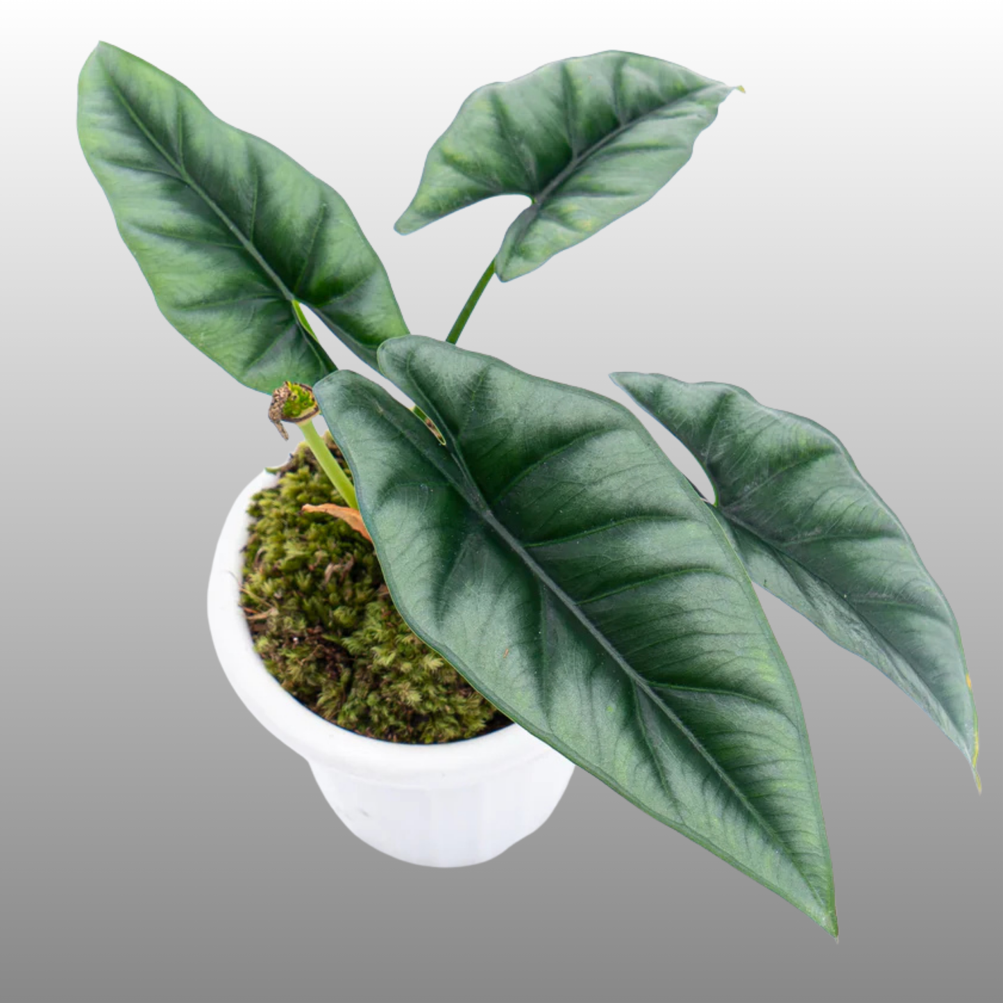 Alocasia Reversa