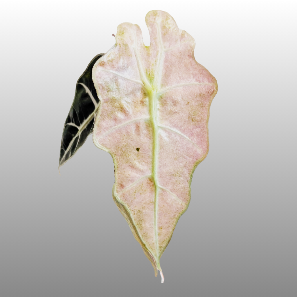 Alocasia Polly "Ghost Pink Mint" - Bag of 5 - Tissue Culture - Coming Soon