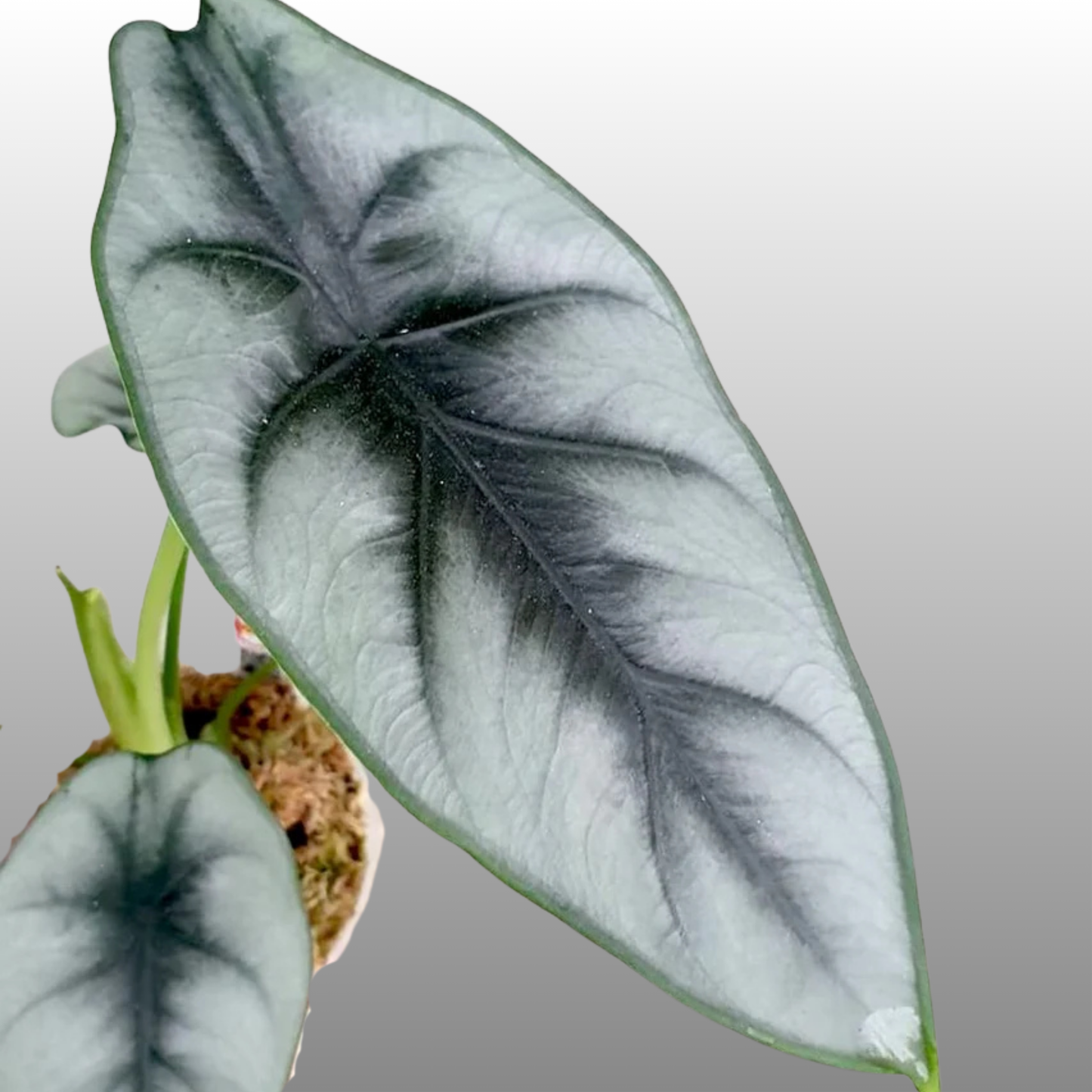 Alocasia Reversa