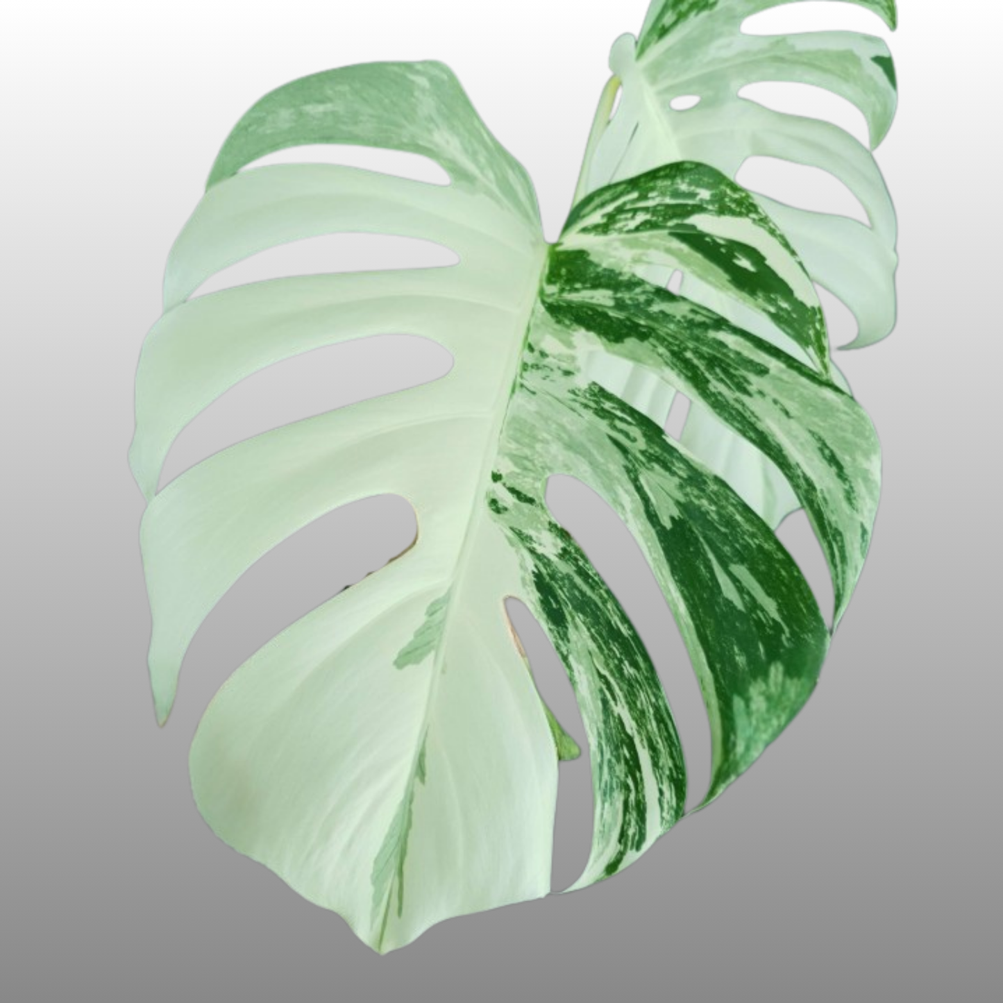 Monstera Albo