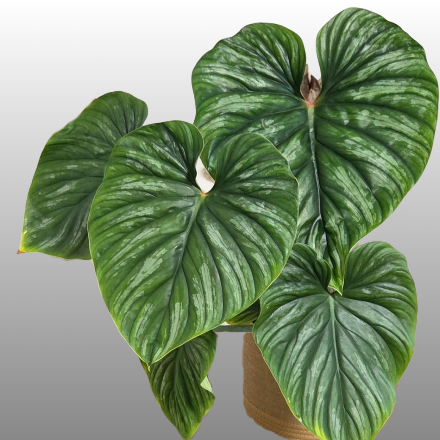 Philodendron Plowmanii
