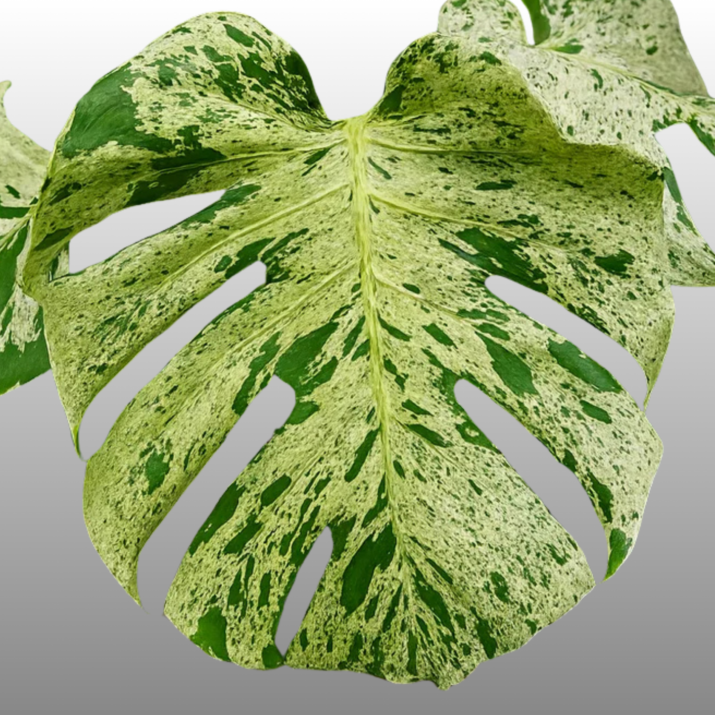 Monstera Deliciosa Bulbasaur Premium - Tissue Culture - ETD 25th August
