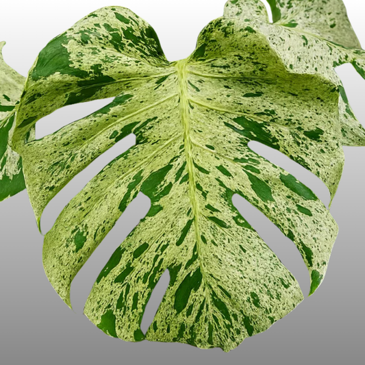 Monstera Deliciosa Bulbasaur Premium - Tissue Culture - ETD 25th August