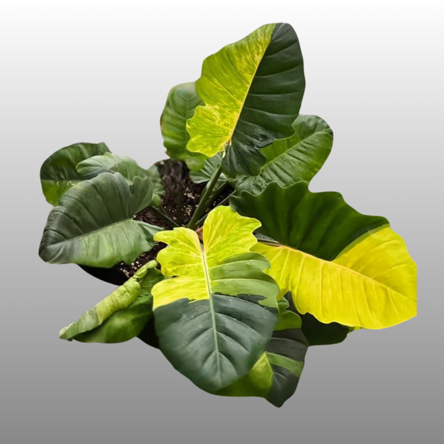 Philodendron Jungle Fever Variegated