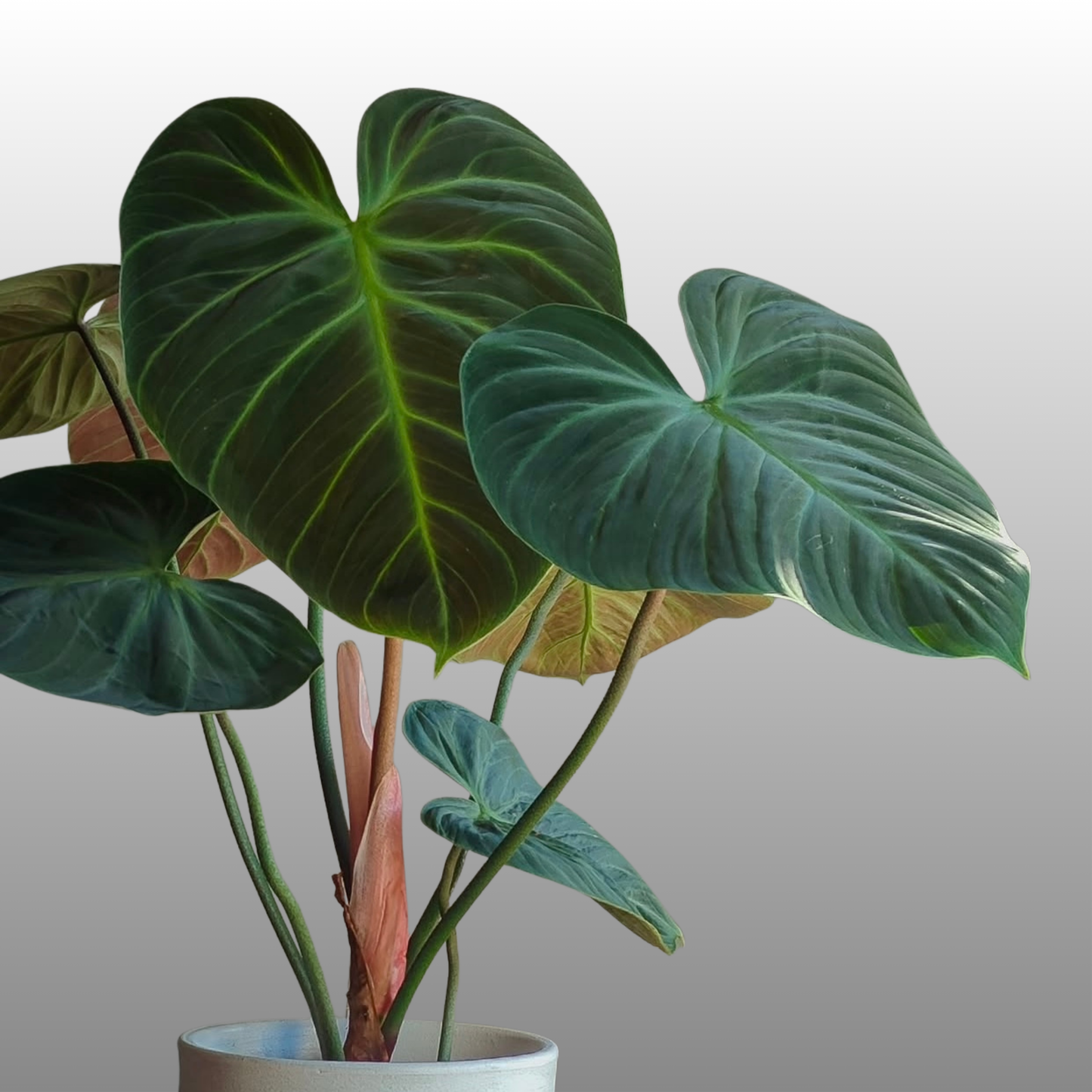 Philodendron El Choco Red