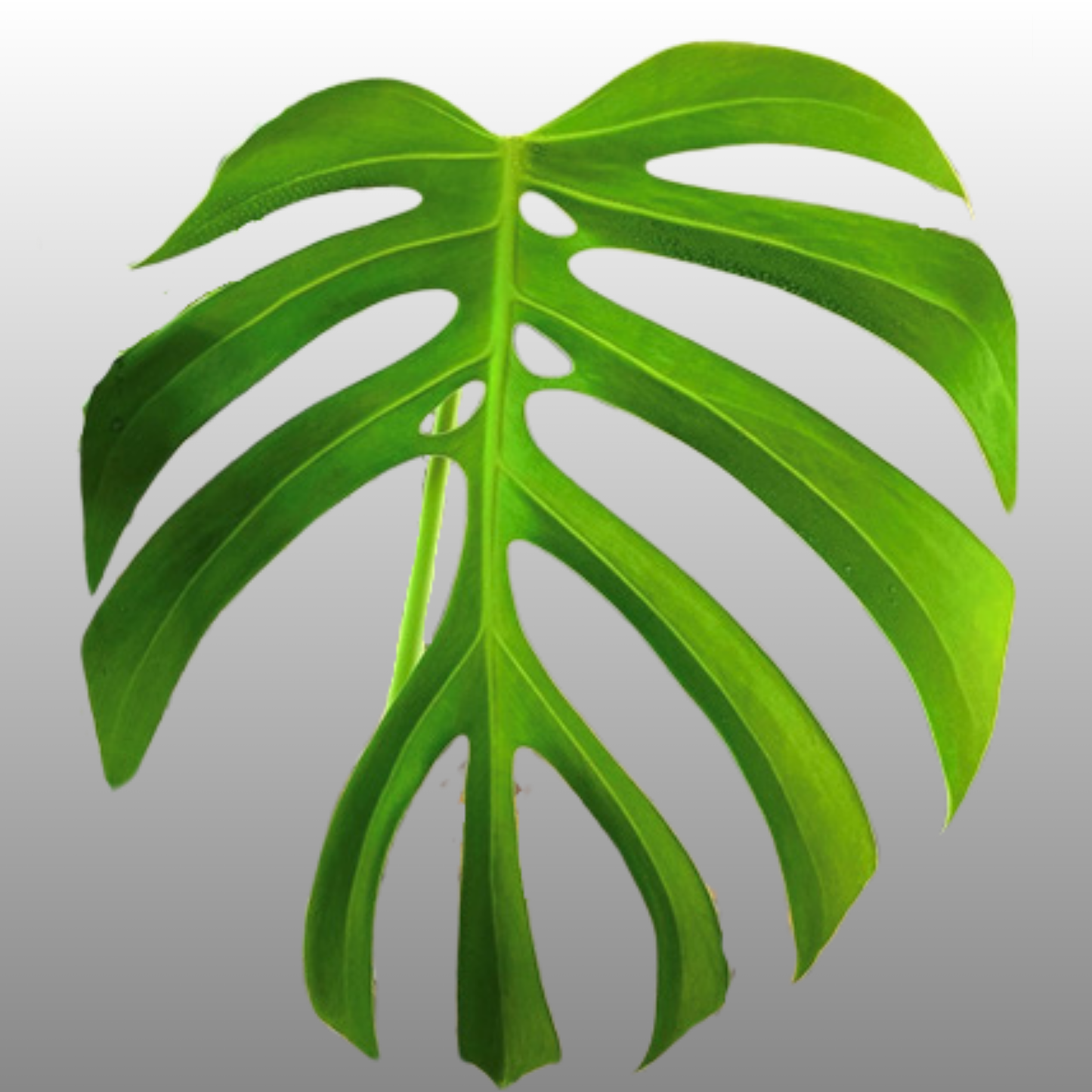 Monstera Deliciosa ‘Sierrana’ TC - Pre Order - ETD 30 March