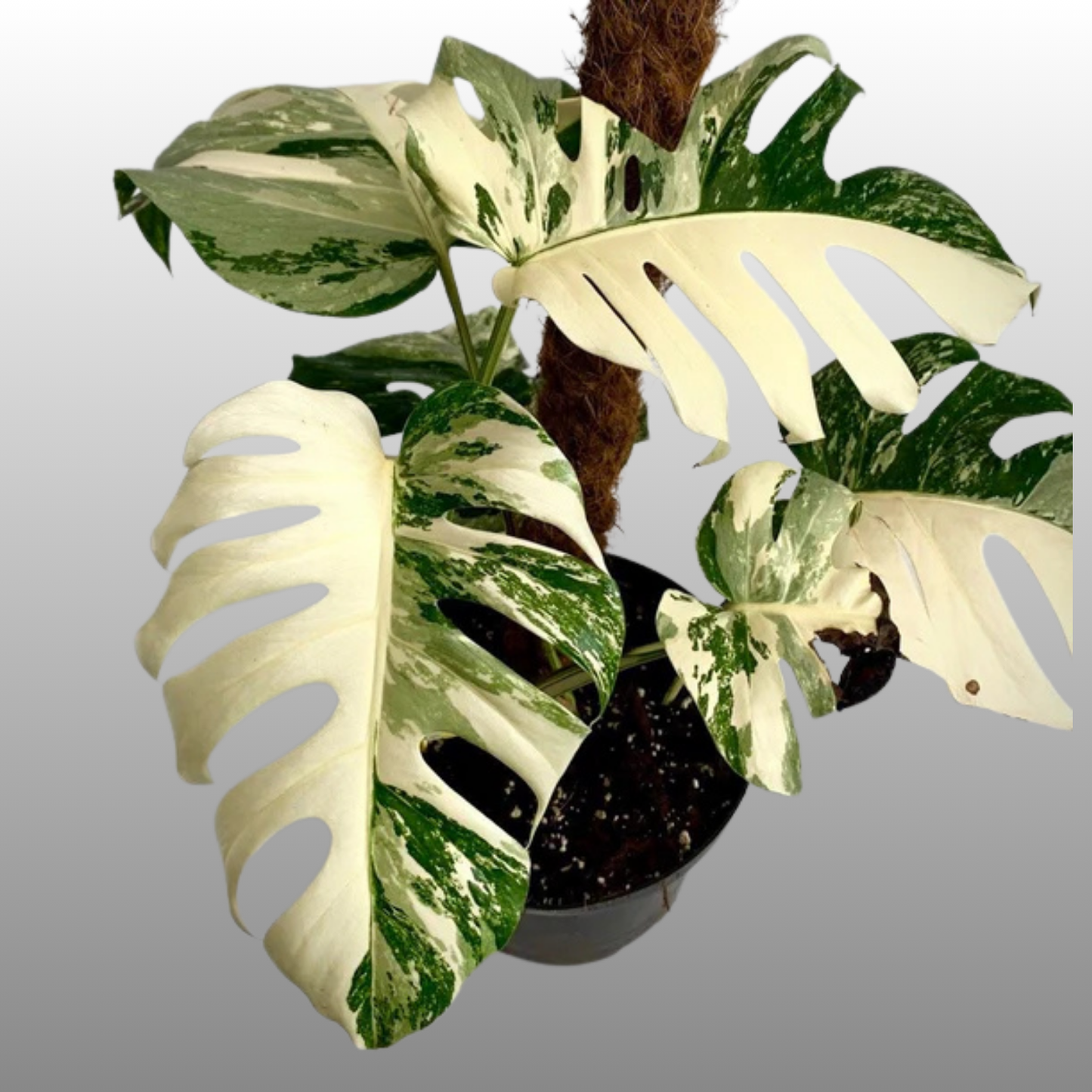 Monstera Albo