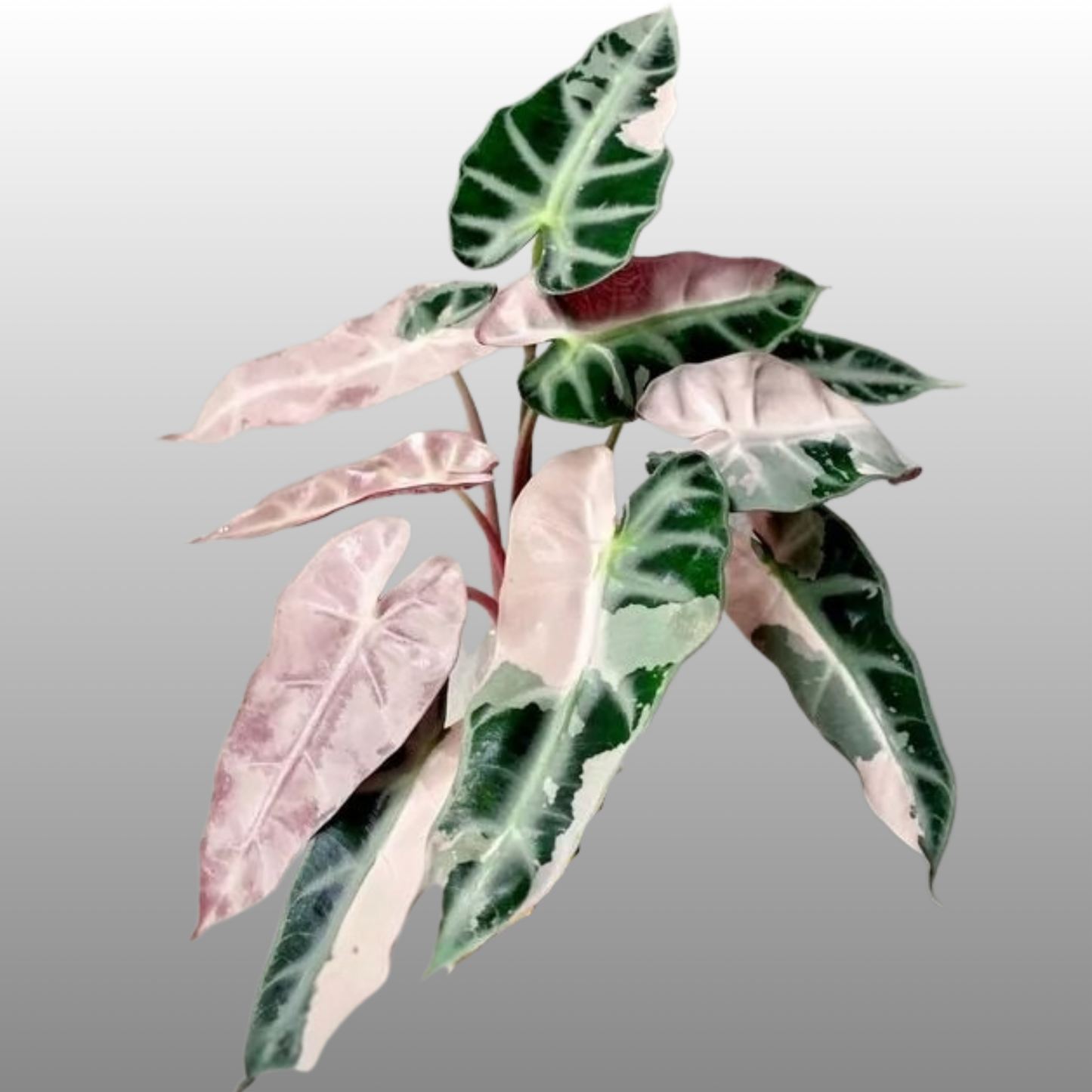 Alocasia Pink Bambino Variegated