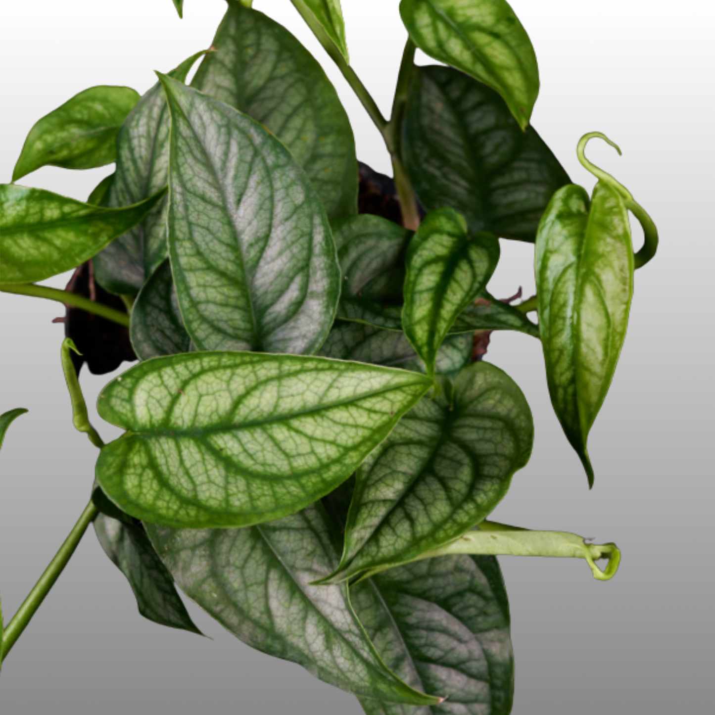 Monstera Siltepecana