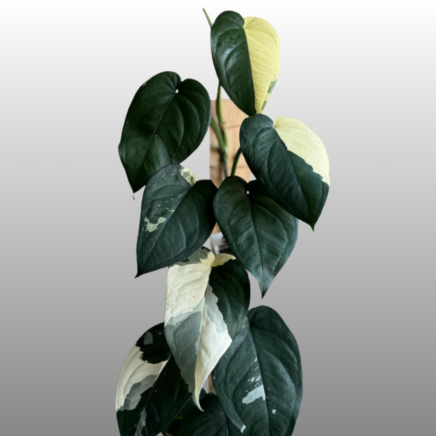 Syngonium Chiapense Variegated - B