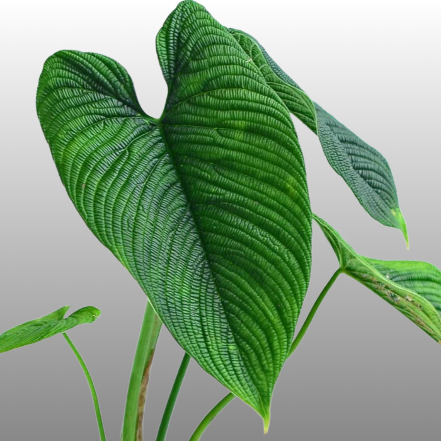 Philodendron Lynnhannoniae