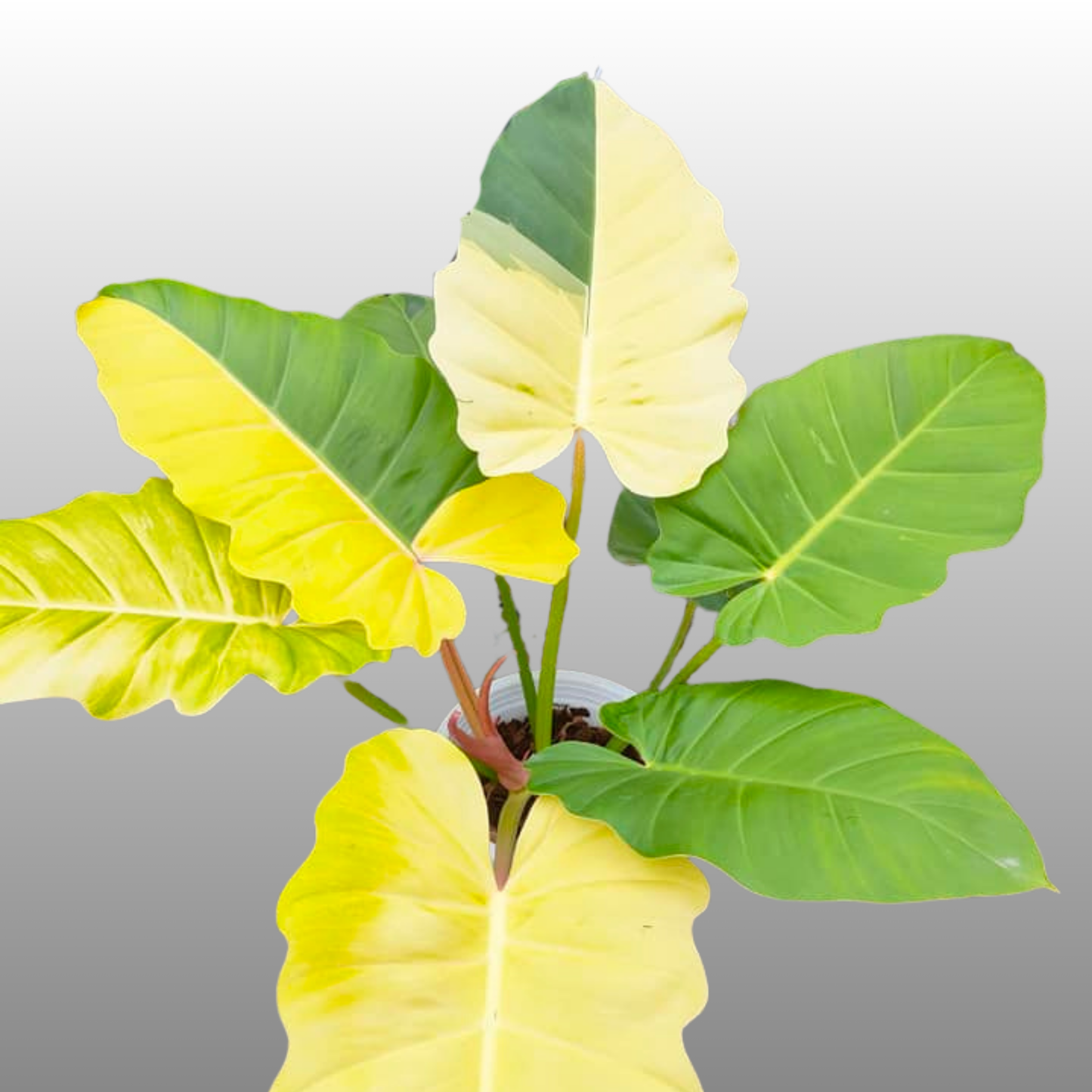 Philodendron Jungle Fever Variegated