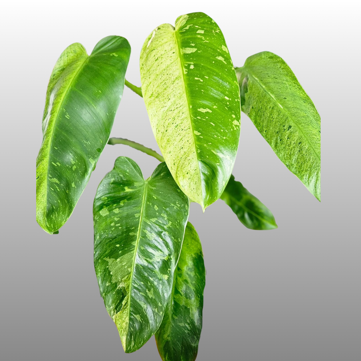 Philodendron Jose Buono