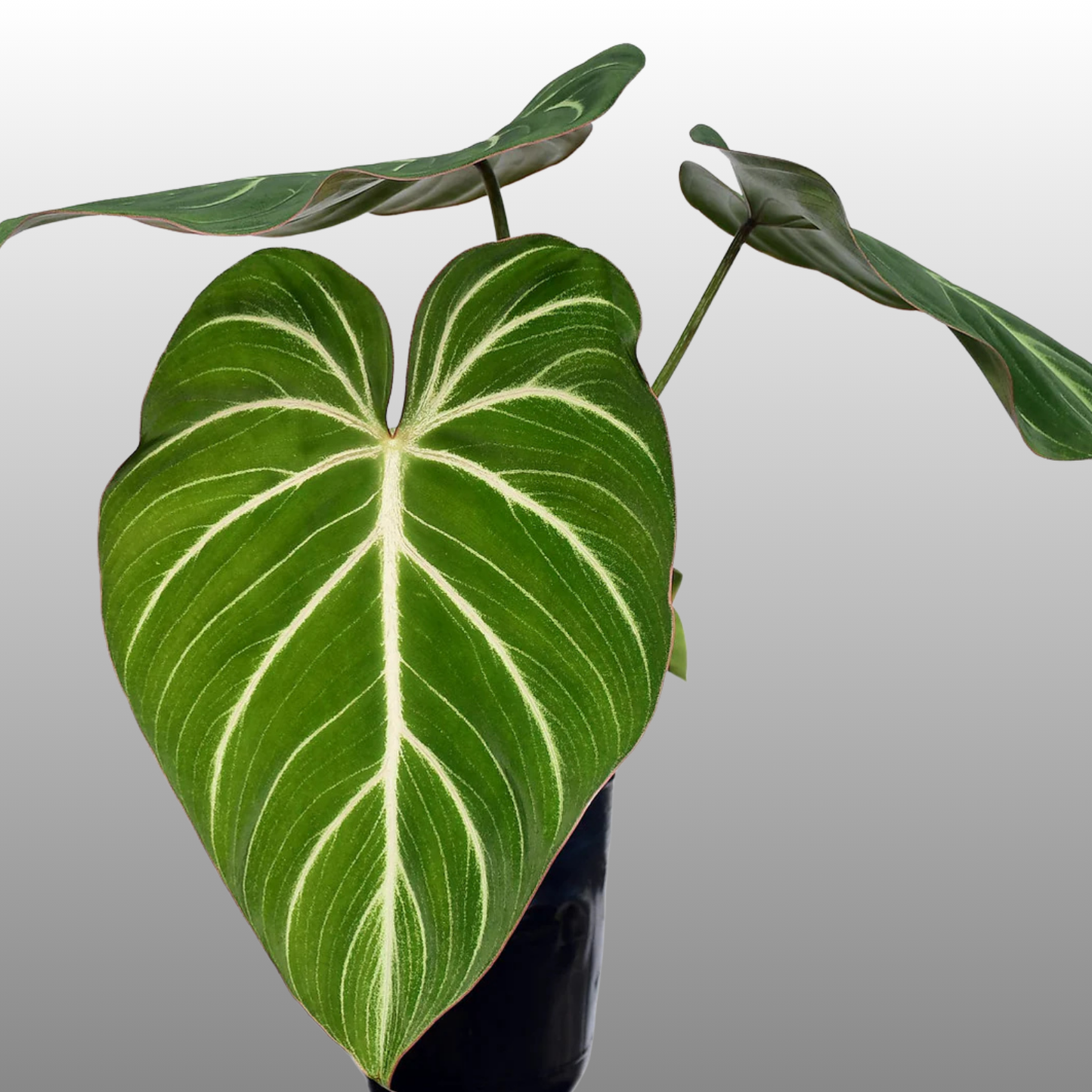 Philodendron Gloriosum White Vein  "Zebra"