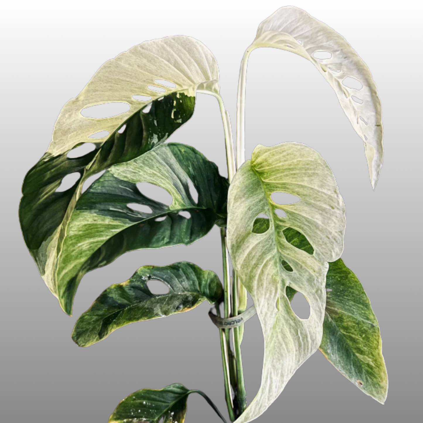 Monstera Adansonii Laniata Mint