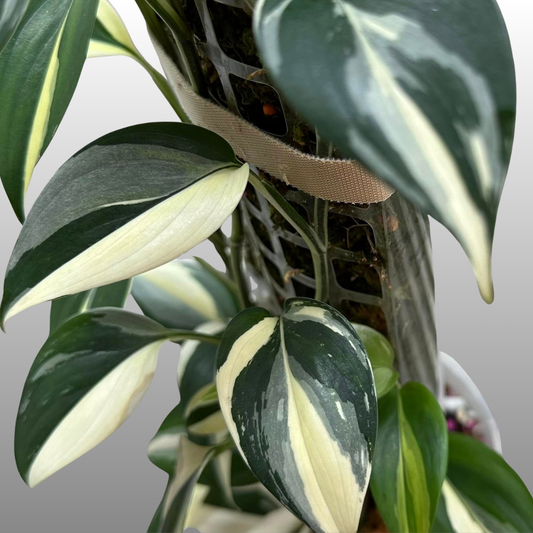 Scindapsus Blue Albo Variegated