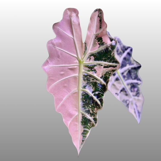 Alocasia Amazonica Pink Variegated