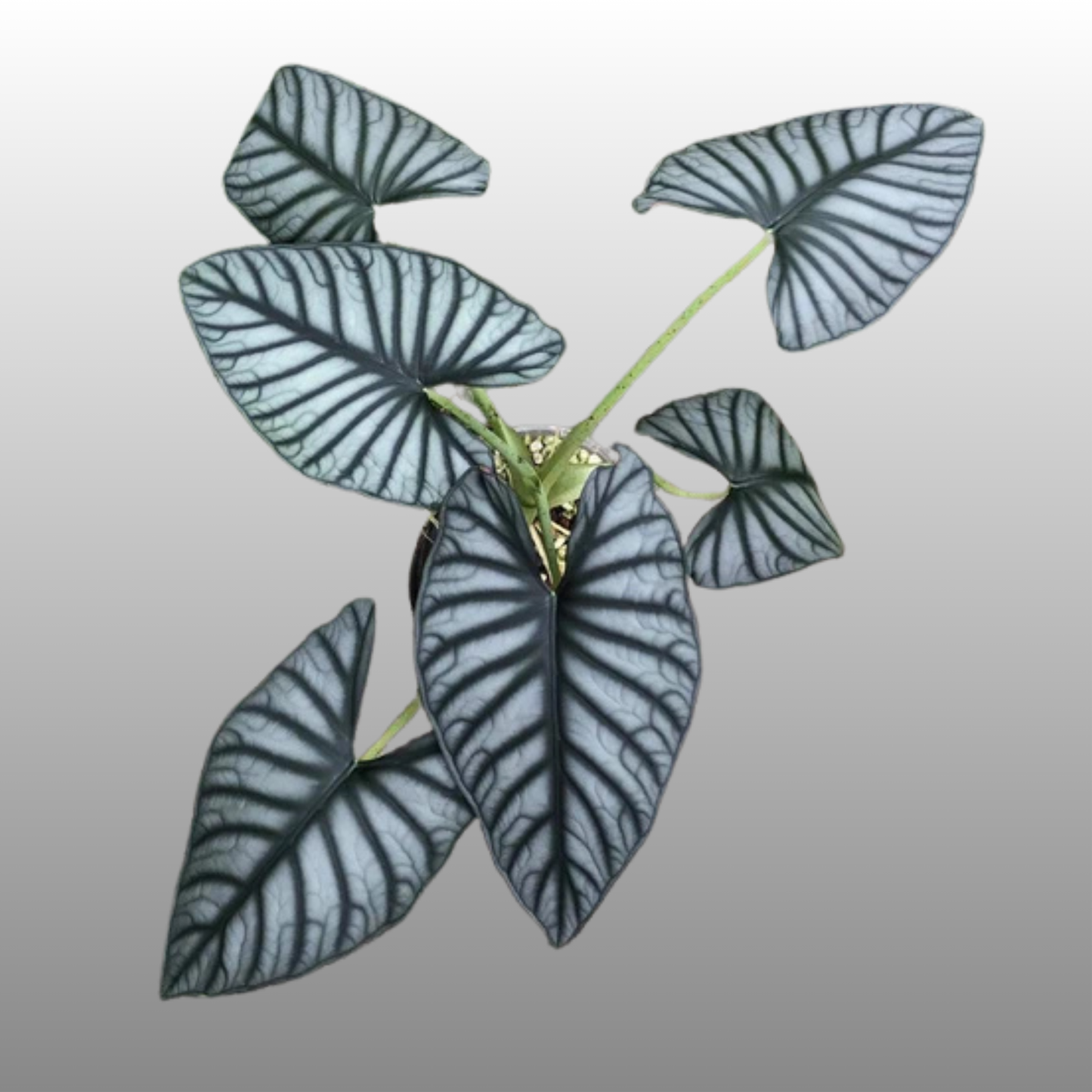 Alocasia Nebula