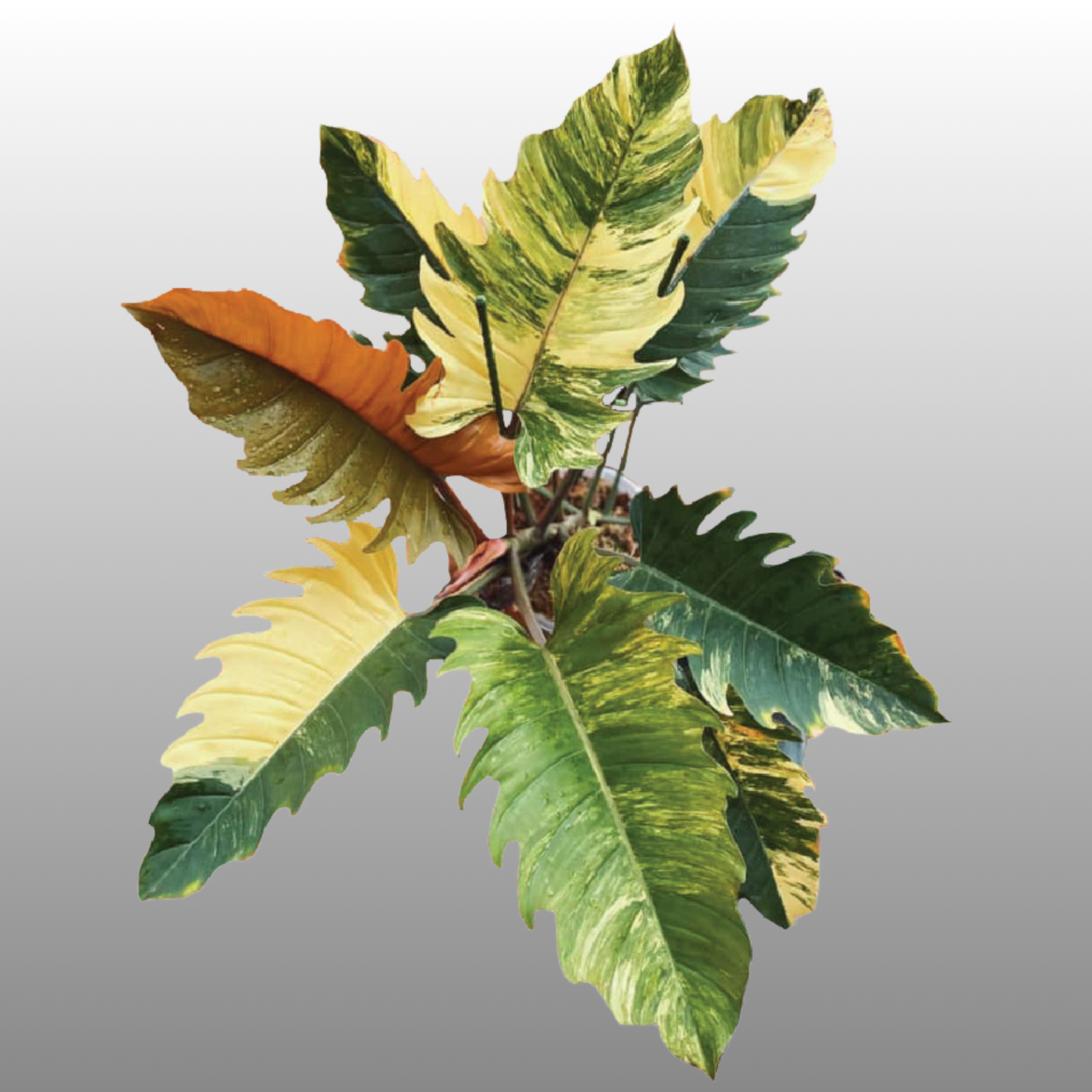 Philodendron Caramel Marble