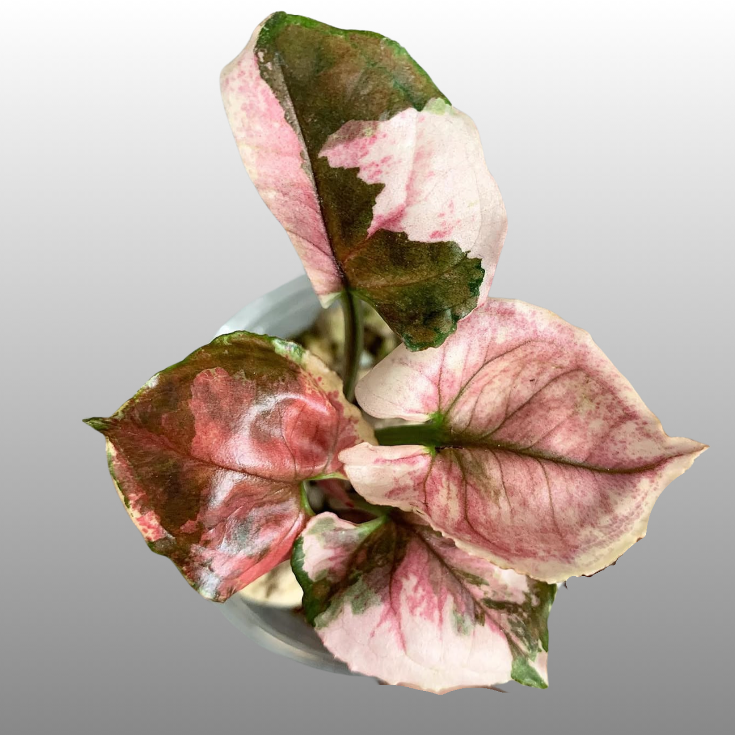 Syngonium Strawberry Ice Pink