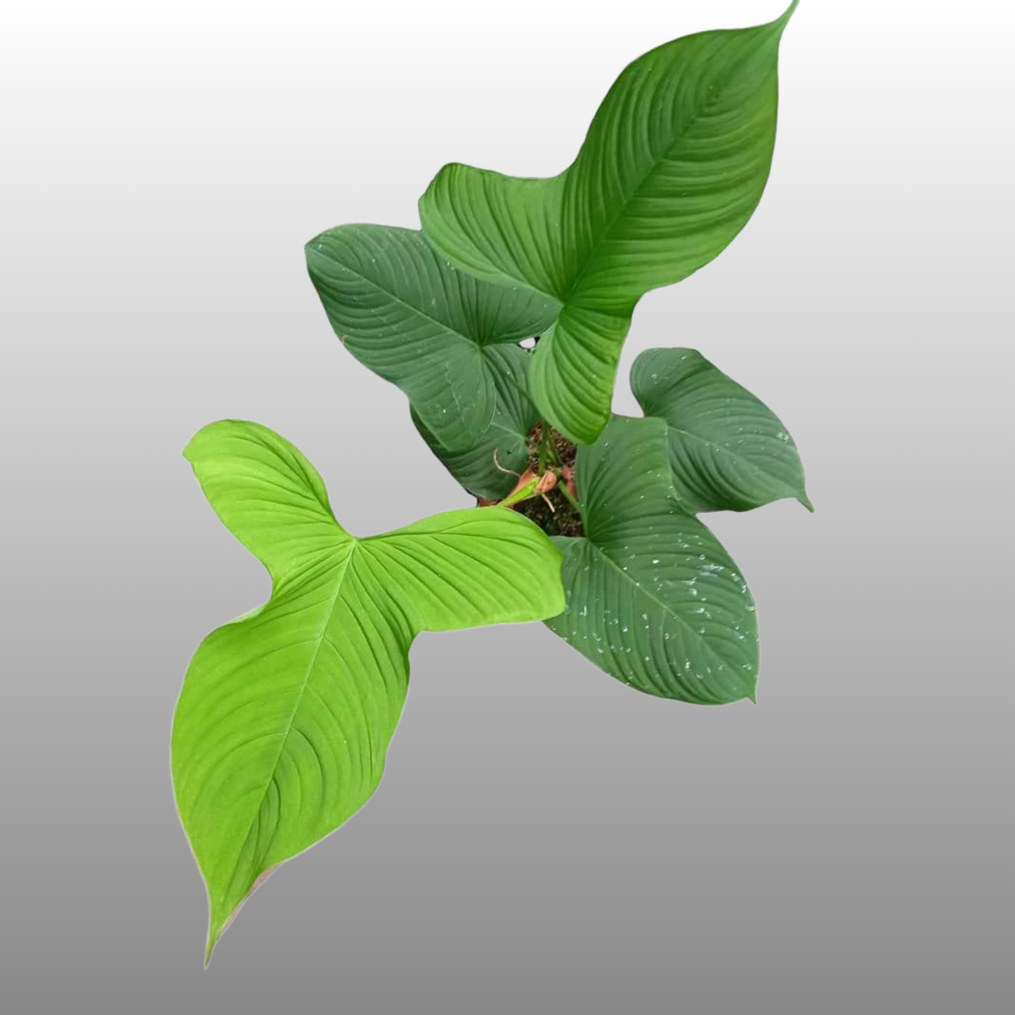 Philodendron Fibraecataphyllum