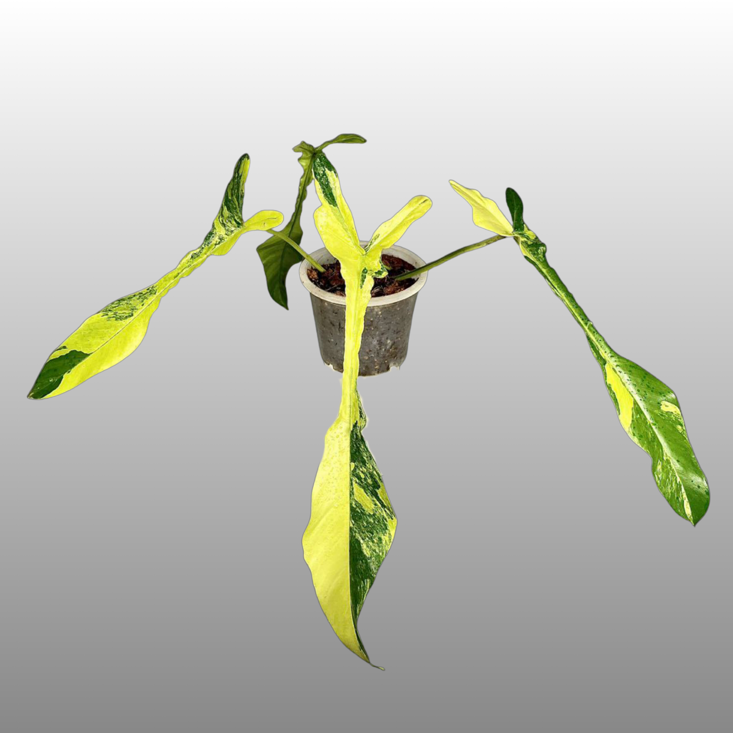 Philodendron Joepii Variegated  - Private Collection Release