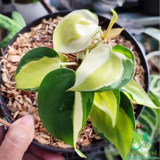Philodendron Gabby E