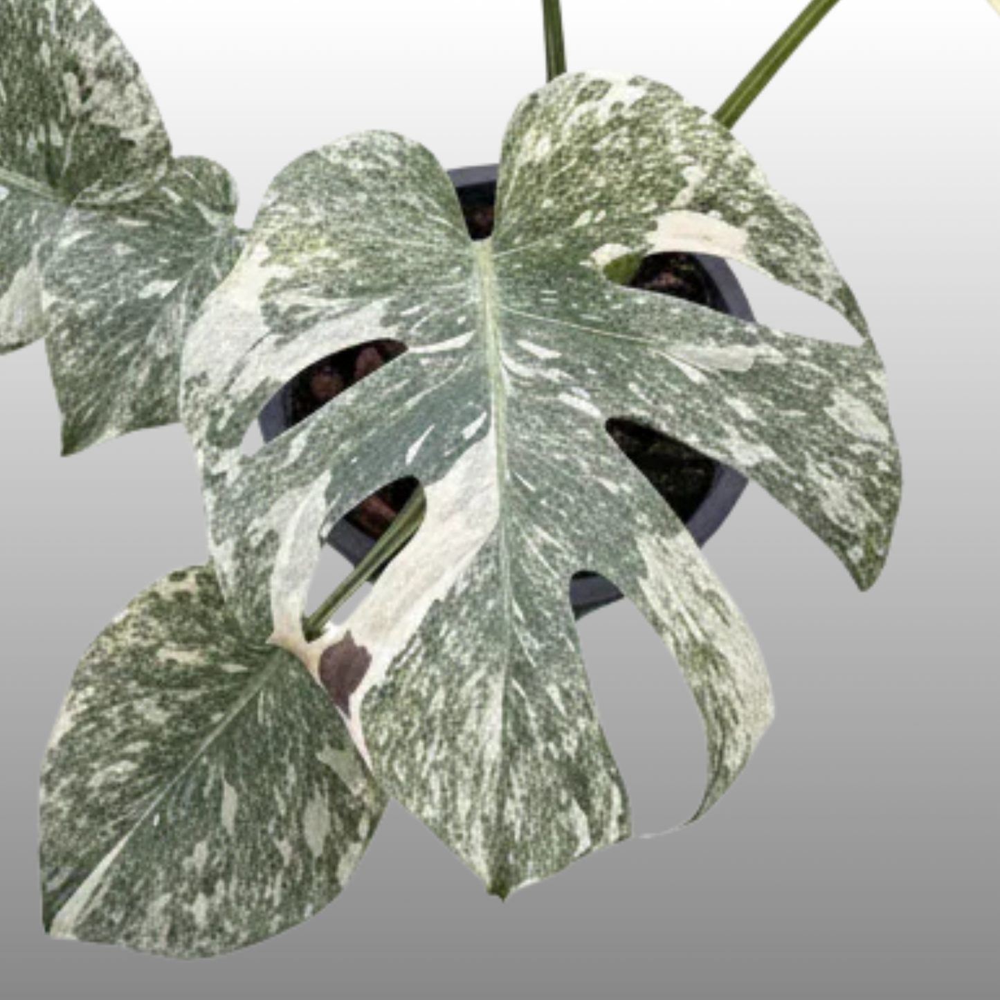 Monstera Green Snow - Tissue Culture - Available Now