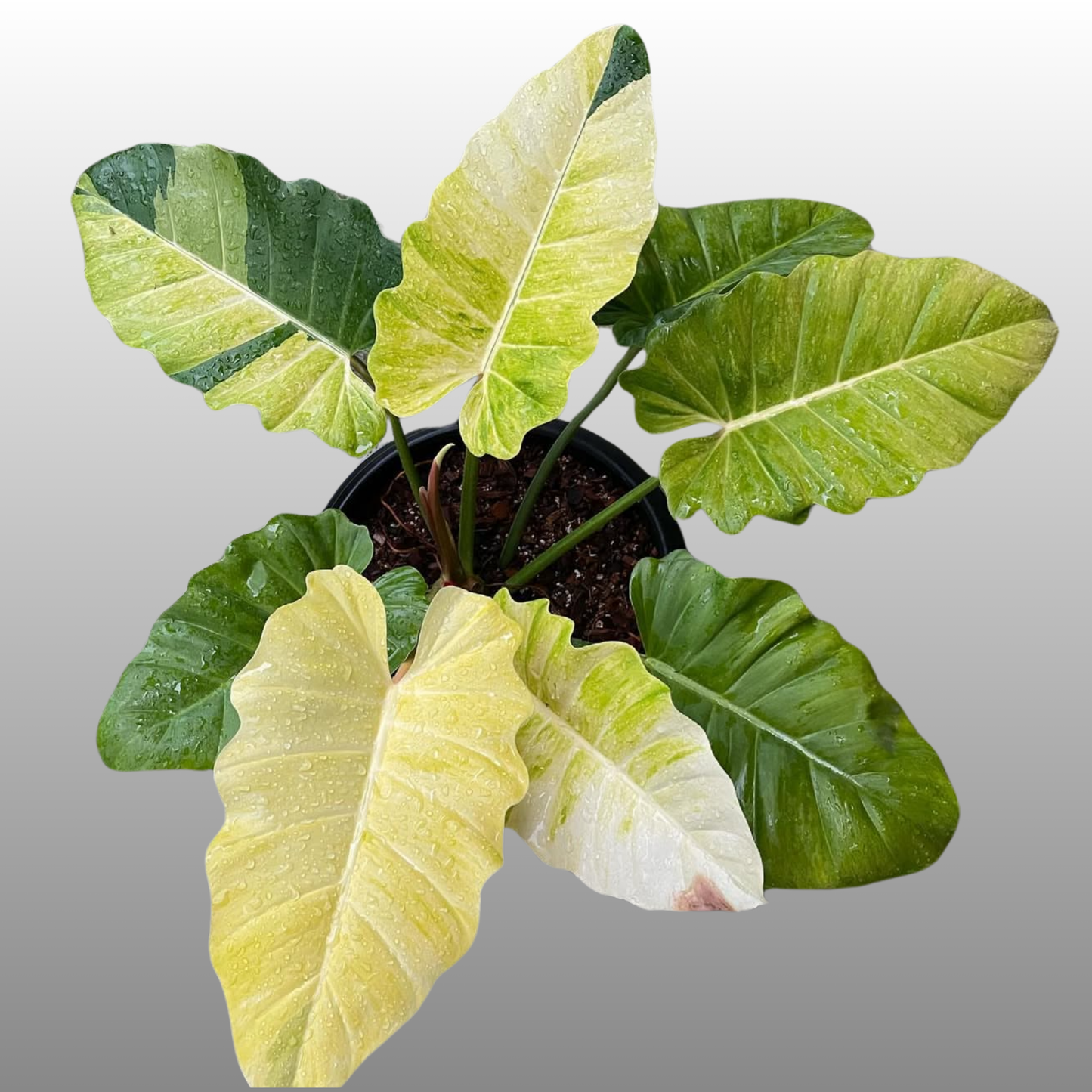 Philodendron Jungle Fever Variegated