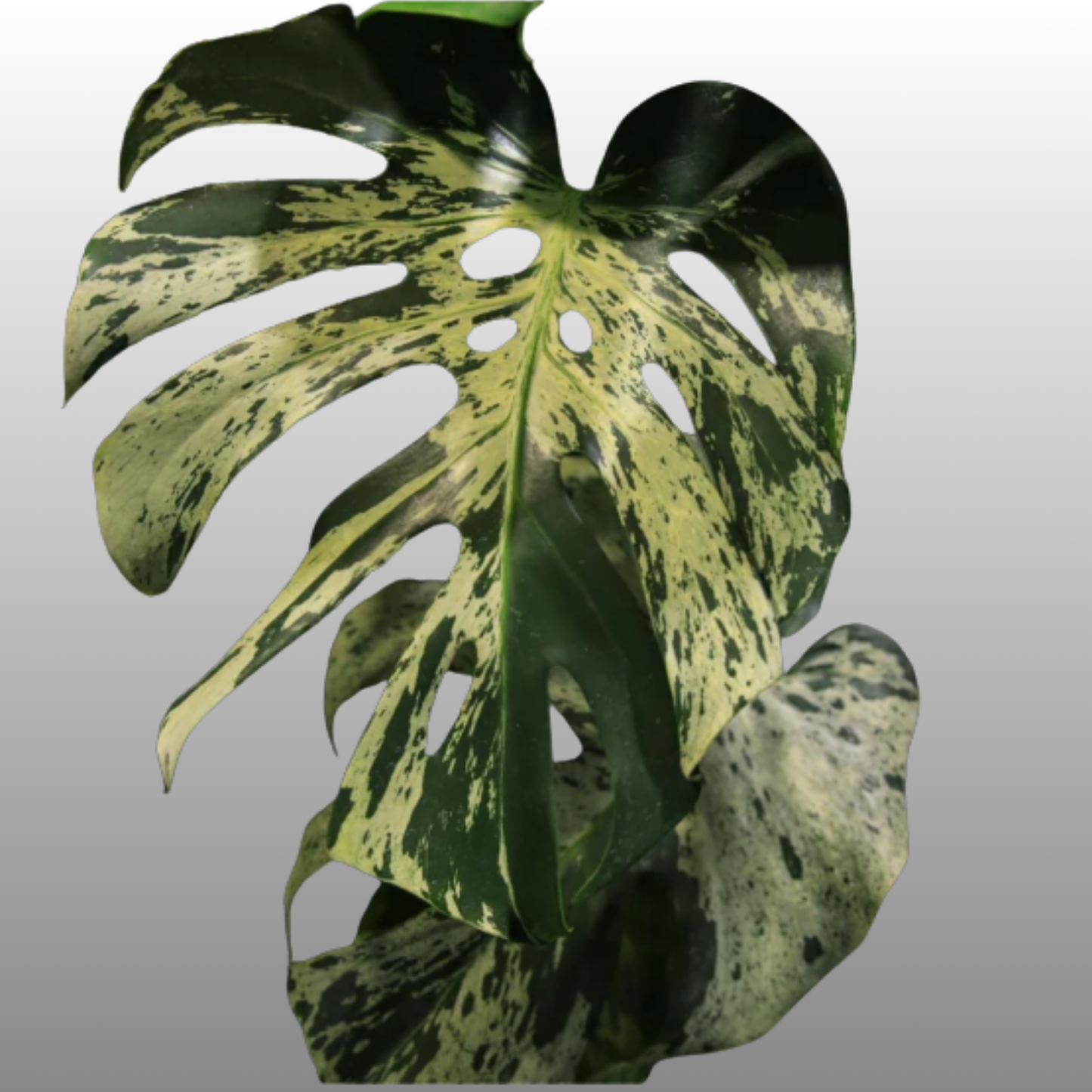 Monstera Deliciosa Vietciosa
