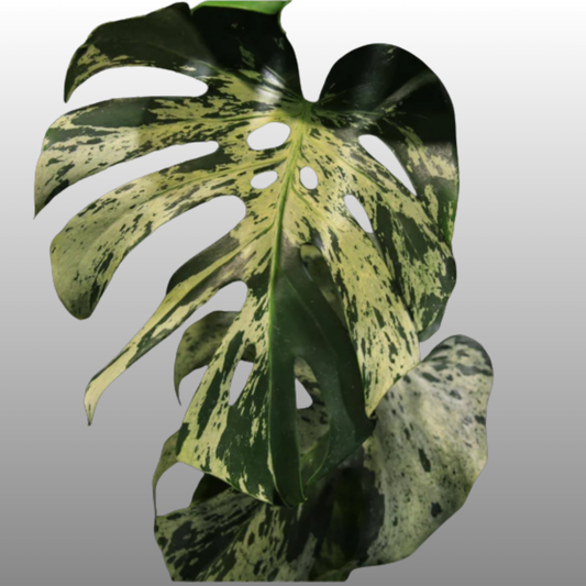 Monstera Deliciosa Vietciosa