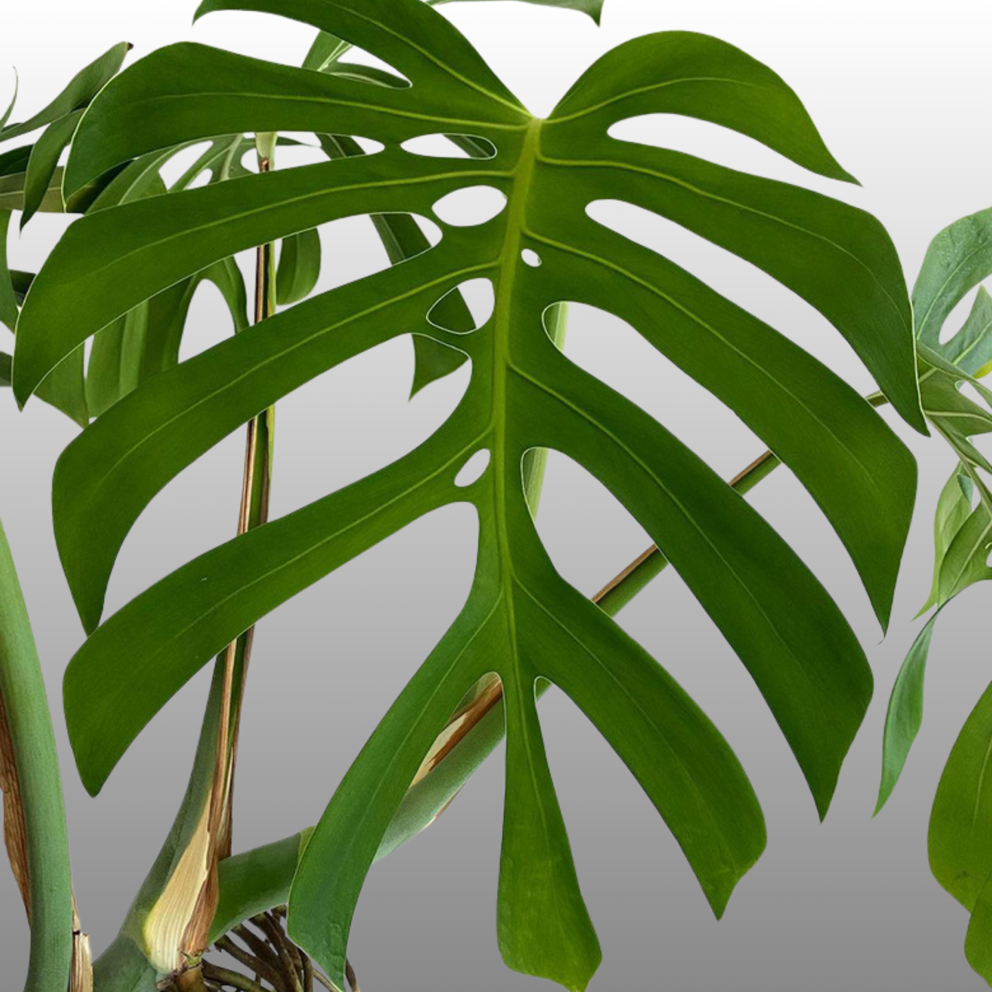 Monstera Deliciosa ‘Sierrana’ TC - Pre Order - ETD 30 March