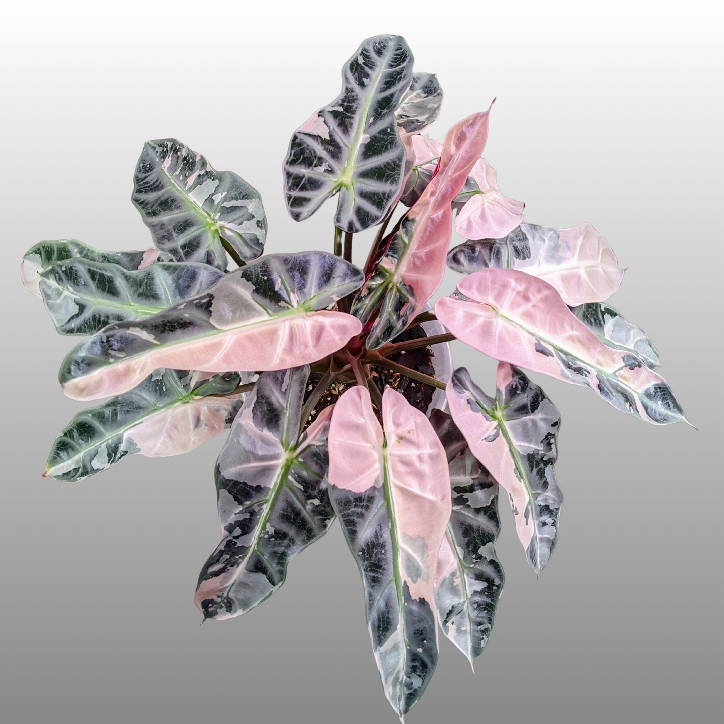 Alocasia Pink Bambino Variegated