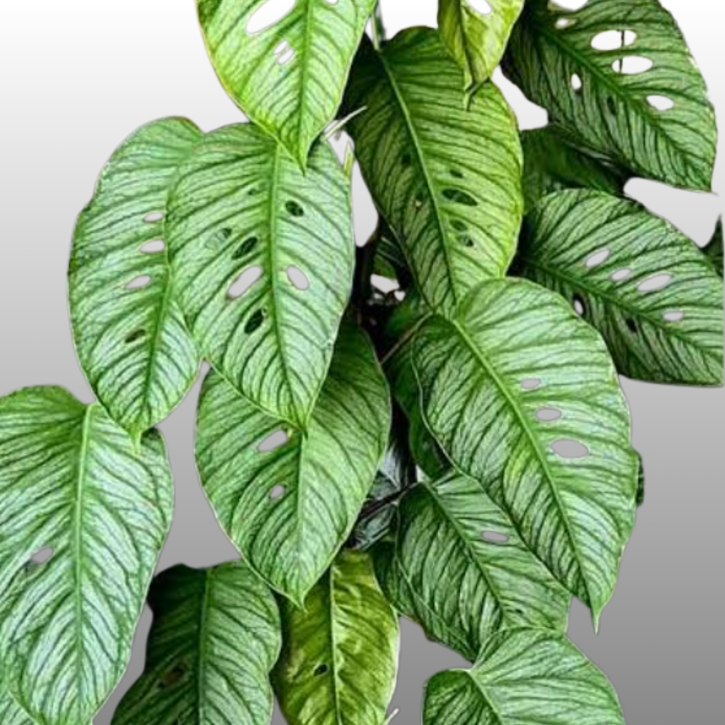 Monstera Siltepecana