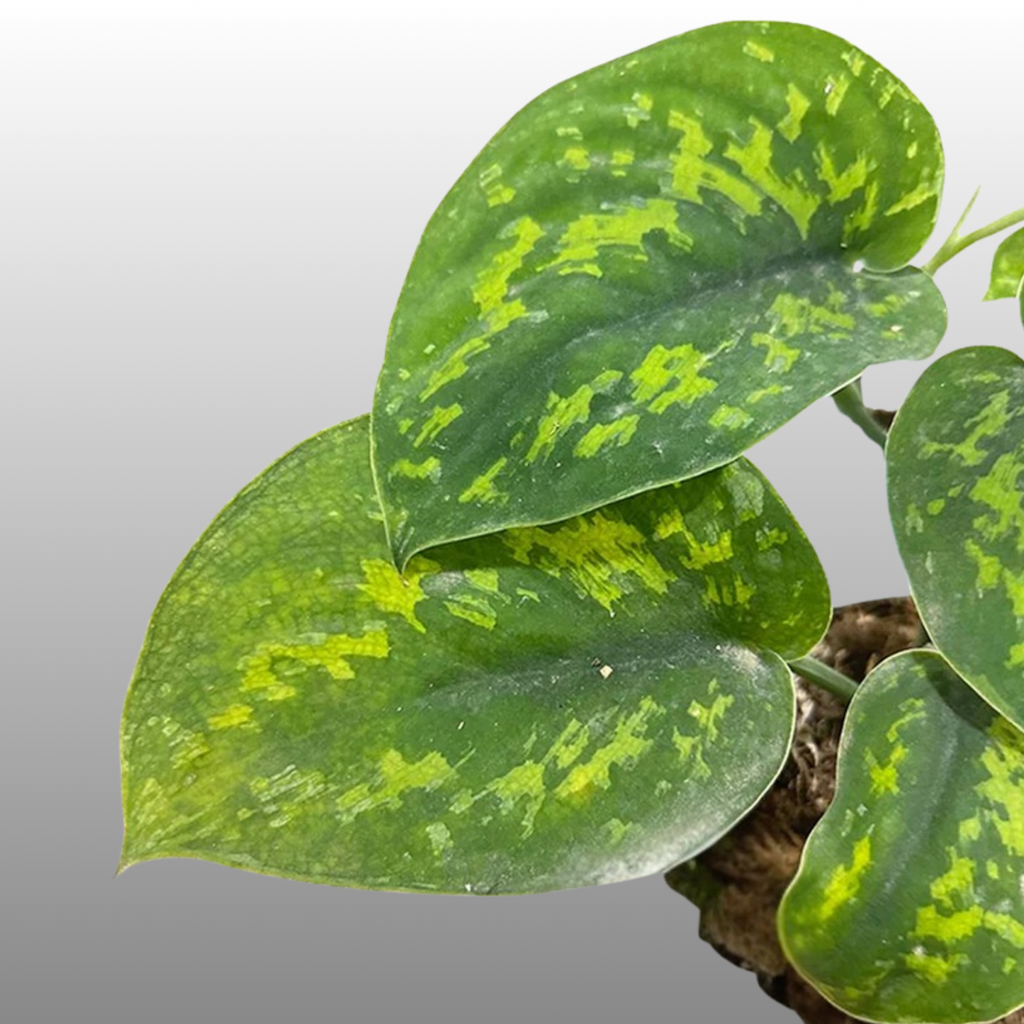 Scindapsus Macan
