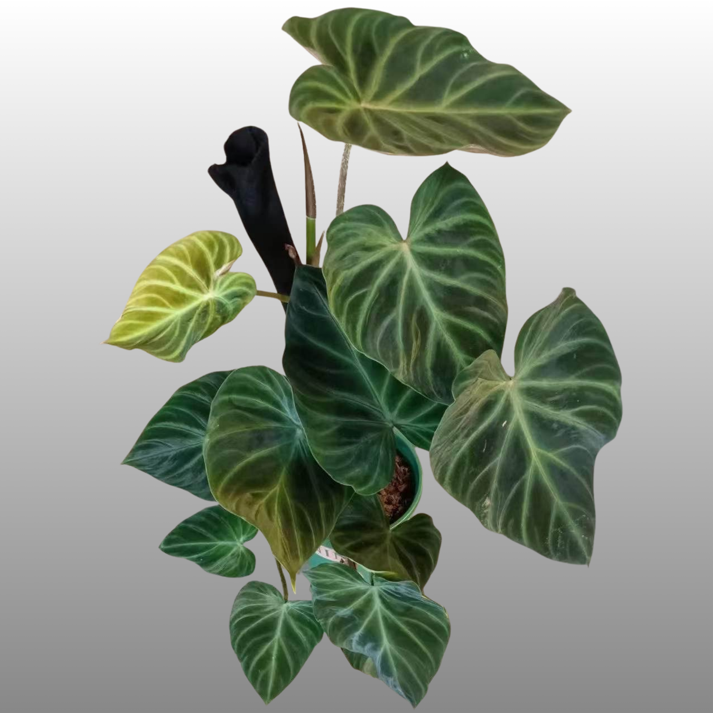 Philodendron Verrucosum