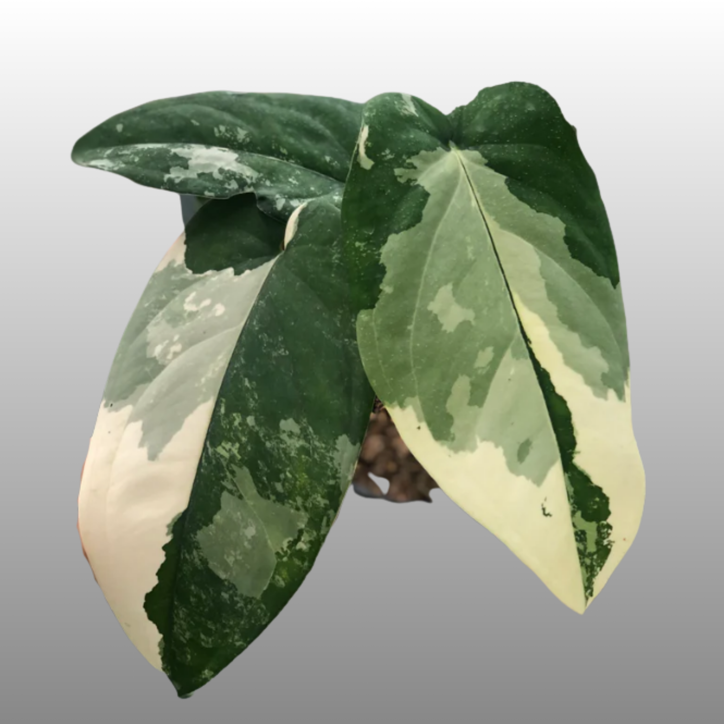 Syngonium Chiapense Variegated - B